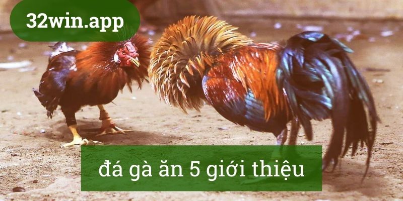 Tìm hiểu về đá gà ăn 5