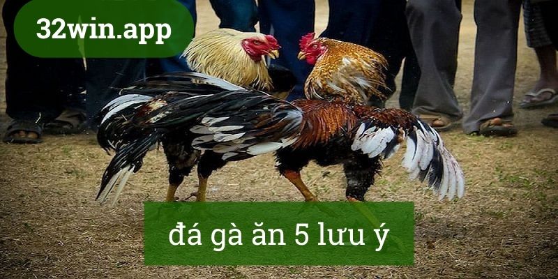 Lưu ý khi chơi đá gà ăn 5
